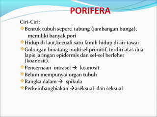 PORIFERA
Ciri-Ciri:
Bentuk tubuh seperti tabung (jambangan bunga),
    memiliki banyak pori
Hidup di laut,kecuali satu famili hidup di air tawar.
Golongan binatang multisel primitif, terdiri atas dua
  lapis jaringan epidermis dan sel-sel berleher
  (koanosit).
Pencernaan intrasel  koanosit
Belum mempunyai organ tubuh
Rangka dalam  spikula
Perkembangbiakan aseksual dan seksual
 