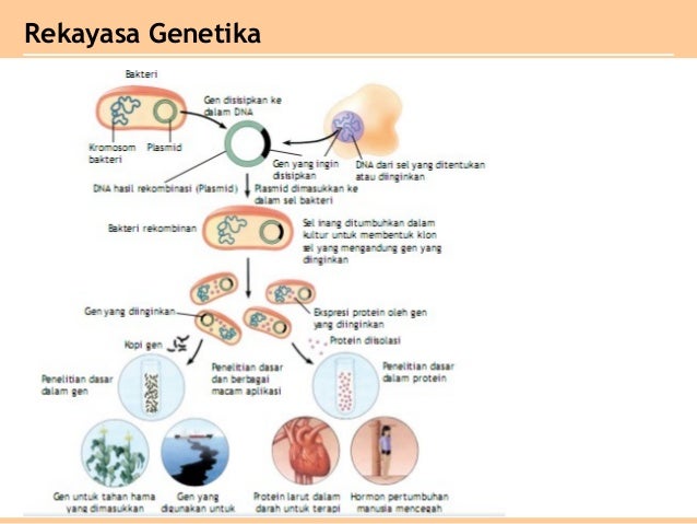 Bab 8 bioteknologi kelas XII SMA IPA