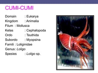 CUMI-CUMI
Domain : Eukarya
Kingdom : Animalia
Filum : Mollusca
Kelas : Cephalopoda
Ordo : Teuthida
Subordo : Myopsina
Famili : Loliginidae
Genus: Loligo
Spesies : Loligo sp.
 