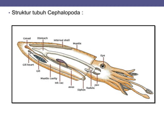 • Struktur tubuh Cephalopoda :
 