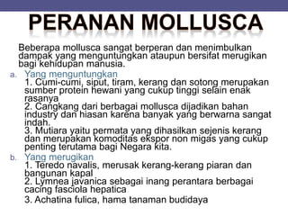 Beberapa mollusca sangat berperan dan menimbulkan
dampak yang menguntungkan ataupun bersifat merugikan
bagi kehidupan manusia.
a. Yang menguntungkan
1. Cumi-cumi, siput, tiram, kerang dan sotong merupakan
sumber protein hewani yang cukup tinggi selain enak
rasanya
2. Cangkang dari berbagai mollusca dijadikan bahan
industry dan hiasan karena banyak yang berwarna sangat
indah.
3. Mutiara yaitu permata yang dihasilkan sejenis kerang
dan merupakan komoditas ekspor non migas yang cukup
penting terutama bagi Negara kita.
b. Yang merugikan
1. Teredo navalis, merusak kerang-kerang piaran dan
bangunan kapal
2. Lymnea javanica sebagai inang perantara berbagai
cacing fasciola hepatica
3. Achatina fulica, hama tanaman budidaya
 