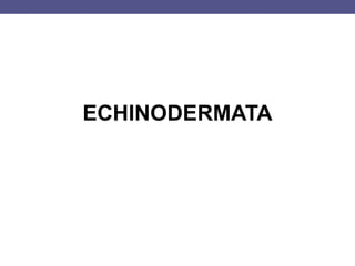 ECHINODERMATA
 
