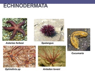 ECHINODERMATA
Asterias forbesi
Ophiothrix.sp
Spatangus
Antedon loveni
Cucumaria
 