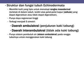• Struktur dan fungsi tubuh Echinodermata
• Memiliki kulit yang tipis untuk menutupi rangka mesodermal
(terletak di dalam tubuh, terdiri atas pelat-pelat kapur [osikula] yang
dapat digerakkan atau tidak dapat digerakkan).
• Punya daya regenerasi tinggi
• Terbagi menjadi 5 simetri:
• Daerah ambulakral (penjuluran kaki tabung)
• Daerah interambulakral (tidak ada kaki tabung)
• Punya sistem pembuluh air (sistem ambulakral) pada rongga
tubuhnya untuk menggerakan kaki tabung
 