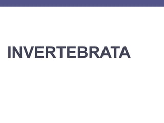 INVERTEBRATA
 