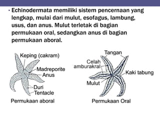 • Echinodermata memiliki sistem pencernaan yang
lengkap, mulai dari mulut, esofagus, lambung,
usus, dan anus. Mulut terletak di bagian
permukaan oral, sedangkan anus di bagian
permukaan aboral.
 