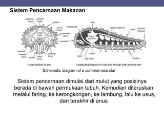Sistem Pencernaan Makanan
Sistem pencernaan dimulai dari mulut yang posisinya
berada di bawah permukaan tubuh. Kemudian diteruskan
melalui faring, ke kerongkongan, ke lambung, lalu ke usus,
dan terakhir di anus
 