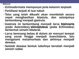 • Seksual
• Echinodermata mempunyai jenis kelamin terpisah
• Fertilisasi terjadi di luar tubuh
• Telur yang telah dibuahi akan membelah secara
cepat menghasilkan blastula, dan selanjutnya
berkembang menjadi gastrula.
• Gastrula ini berkembang menjadi larva bipinnaria
(pada Asteroidea)/ekinopluteus (pada Echinoidea)
berbentuk simetri bilateral.
• Larva berenang bebas di dalam air mencari tempat
yang cocok hingga menjadi branchidaria, lalu
mengalami metamorfosis dan akhirnya menjadi
dewasa.
• Setelah dewasa bentuk tubuhnya berubah menjadi
simetri radial.
 