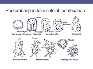 Perkembangan telur setelah pembuahan
 