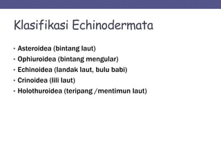 Klasifikasi Echinodermata
• Asteroidea (bintang laut)
• Ophiuroidea (bintang mengular)
• Echinoidea (landak laut, bulu babi)
• Crinoidea (lili laut)
• Holothuroidea (teripang /mentimun laut)
 