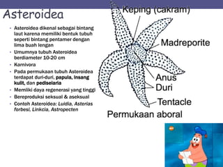 Asteroidea
• Asteroidea dikenal sebagai bintang
laut karena memiliki bentuk tubuh
seperti bintang pentamer dengan
lima buah lengan
• Umumnya tubuh Asteroidea
berdiameter 10-20 cm
• Karnivora
• Pada permukaan tubuh Asteroidea
terdapat duri-duri, papula, insang
kulit, dan pediselaria
• Memliki daya regenerasi yang tinggi
• Bereproduksi seksual & aseksual
• Contoh Asteroidea: Luidia, Asterias
forbesi, Linkcia, Astropecten
 