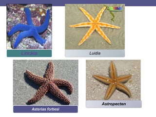 Linckia Luidia
Asterias forbesi
Astropecten
 