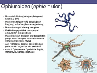 Ophiuroidea (ophio = ular)
• Berbentuk bintang dengan pisin pusat
kecil (1-3 cm)
• Memiliki 5 lengan yang panjang dan
langsing, terkadang bercabang-cabang
• Disebut sebagai bintang mengular
• Kaki tabungnya tidak mempunyai
ampula dan alat pengisap
• Memiliki mulut dibagian oral tetapi tidak
punya anus, sisa pencernaan makanan
dimuntahkan lewat mulut
• Alat reproduksi bersifat gonokoris dan
pembuahan terjadi secara eksternal
• Contoh Ophiuroidea: Ophiothrix fragilis,
Ophiomyxa, Gorgonocephalus
 