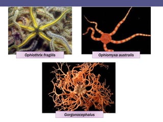 Ophiothrix fragilis Ophiomyxa australis
Gorgonocephalus
 