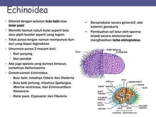 Echinoidea
• Dikenal dengan sebutan bulu babi atau
dolar pasir
• Memiliki bentuk tubuh bulat seperti bola
atau pipih bundar seperti uang logam
• Tidak punya lengan namun mempunyai duri-
duri yang dapat digerakkan
• Umumnya punya 2 macam duri;
• Duri panjang
• Duri pendek
• Ada juga spesies yang durinya beracun,
contohnya Asthenosoma
• Contoh-contoh Echinoidea:
• Bulu babi, misalnya Cidaris dan Diadema
• Bulu babi jantung, misalnya Spatangus,
Meoma ventricosa, dan Echinocardium
flavescens
• Dolar pasir, Clypeaster dan Fibularia
• Bereproduksi secara generatif, alat
kelamin gonokoris
• Pembuahan sel telur oleh sperma
terjadi secara eksternal dan
menghasilkan larba ekinopluteus
 