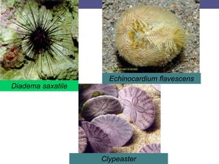 Diadema saxatile
Echinocardium flavescens
Clypeaster
 