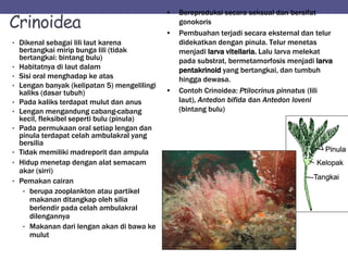 Crinoidea
• Dikenal sebagai lili laut karena
bertangkai mirip bunga lili (tidak
bertangkai: bintang bulu)
• Habitatnya di laut dalam
• Sisi oral menghadap ke atas
• Lengan banyak (kelipatan 5) mengelilingi
kaliks (dasar tubuh)
• Pada kaliks terdapat mulut dan anus
• Lengan mengandung cabang-cabang
kecil, fleksibel seperti bulu (pinula)
• Pada permukaan oral setiap lengan dan
pinula terdapat celah ambulakral yang
bersilia
• Tidak memiliki madreporit dan ampula
• Hidup menetap dengan alat semacam
akar (sirri)
• Pemakan cairan
• berupa zooplankton atau partikel
makanan ditangkap oleh silia
berlendir pada celah ambulakral
dilengannya
• Makanan dari lengan akan di bawa ke
mulut
• Bereproduksi secara seksual dan bersifat
gonokoris
• Pembuahan terjadi secara eksternal dan telur
didekatkan dengan pinula. Telur menetas
menjadi larva vitellaria. Lalu larva melekat
pada substrat, bermetamorfosis menjadi larva
pentakrinoid yang bertangkai, dan tumbuh
hingga dewasa.
• Contoh Crinoidea: Ptilocrinus pinnatus (lili
laut), Antedon bifida dan Antedon loveni
(bintang bulu)
 