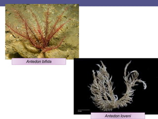 Antedon bifida
Antedon loveni
 
