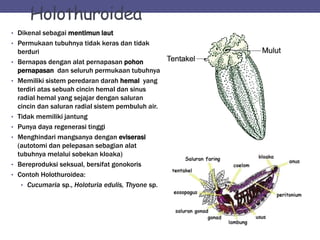 Holothuroidea
• Dikenal sebagai mentimun laut
• Permukaan tubuhnya tidak keras dan tidak
berduri
• Bernapas dengan alat pernapasan pohon
pernapasan dan seluruh permukaan tubuhnya
• Memiliki sistem peredaran darah hemal yang
terdiri atas sebuah cincin hemal dan sinus
radial hemal yang sejajar dengan saluran
cincin dan saluran radial sistem pembuluh air.
• Tidak memiliki jantung
• Punya daya regenerasi tinggi
• Menghindari mangsanya dengan eviserasi
(autotomi dan pelepasan sebagian alat
tubuhnya melalui sobekan kloaka)
• Bereproduksi seksual, bersifat gonokoris
• Contoh Holothuroidea:
• Cucumaria sp., Holoturia edulis, Thyone sp.
 