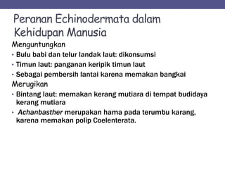 Peranan Echinodermata dalam
Kehidupan Manusia
Menguntungkan
• Bulu babi dan telur landak laut: dikonsumsi
• Timun laut: panganan keripik timun laut
• Sebagai pembersih lantai karena memakan bangkai
Merugikan
• Bintang laut: memakan kerang mutiara di tempat budidaya
kerang mutiara
• Achanbasther merupakan hama pada terumbu karang,
karena memakan polip Coelenterata.
 