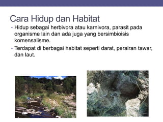 Cara Hidup dan Habitat
• Hidup sebagai herbivora atau karnivora, parasit pada
organisme lain dan ada juga yang bersimbioisis
komensalisme.
• Terdapat di berbagai habitat seperti darat, perairan tawar,
dan laut.
 