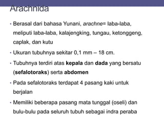 Arachnida
• Berasal dari bahasa Yunani, arachne= laba-laba,
meliputi laba-laba, kalajengking, tungau, ketonggeng,
caplak, dan kutu
• Ukuran tubuhnya sekitar 0,1 mm – 18 cm.
• Tubuhnya terdiri atas kepala dan dada yang bersatu
(sefalotoraks) serta abdomen
• Pada sefalotoraks terdapat 4 pasang kaki untuk
berjalan
• Memiliki beberapa pasang mata tunggal (oseli) dan
bulu-bulu pada seluruh tubuh sebagai indra peraba
 