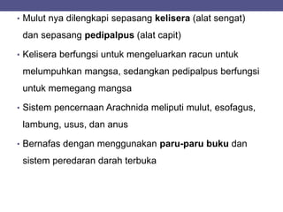 • Mulut nya dilengkapi sepasang kelisera (alat sengat)
dan sepasang pedipalpus (alat capit)
• Kelisera berfungsi untuk mengeluarkan racun untuk
melumpuhkan mangsa, sedangkan pedipalpus berfungsi
untuk memegang mangsa
• Sistem pencernaan Arachnida meliputi mulut, esofagus,
lambung, usus, dan anus
• Bernafas dengan menggunakan paru-paru buku dan
sistem peredaran darah terbuka
 