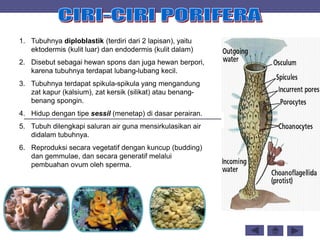 1. Tubuhnya diploblastik (terdiri dari 2 lapisan), yaitu
ektodermis (kulit luar) dan endodermis (kulit dalam)
2. Disebut sebagai hewan spons dan juga hewan berpori,
karena tubuhnya terdapat lubang-lubang kecil.
3. Tubuhnya terdapat spikula-spikula yang mengandung
zat kapur (kalsium), zat kersik (silikat) atau benang-
benang spongin.
4. Hidup dengan tipe sessil (menetap) di dasar perairan.
5. Tubuh dilengkapi saluran air guna mensirkulasikan air
didalam tubuhnya.
6. Reproduksi secara vegetatif dengan kuncup (budding)
dan gemmulae, dan secara generatif melalui
pembuahan ovum oleh sperma.
 