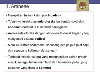 1. Araneae
• Merupakan hewan kelompok laba-laba
• Tubuhnya terdiri atas sefalotoraks berbentuk noval dan
abdomen berbentuk bulat tidak bersegmen
• Antara sefalotoraks dengan abdomen terdapat bagian yang
menyempit disebut pedisel
• Memiliki 8 mata sederhana, sepasang pedipalpus (alat capit),
dan sepasang kelisera (alat sengat)
• Terdapat kelenjar sutera yang menghasilkan cairan protein
elastik sebagai bahan membuat dan bermuara pada ujung
posterior yang disebut spineret
 