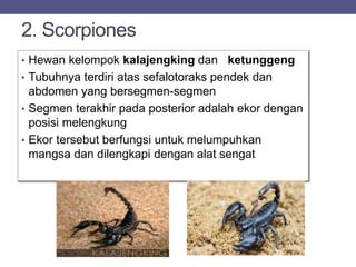 2. Scorpiones
• Hewan kelompok kalajengking dan ketunggeng
• Tubuhnya terdiri atas sefalotoraks pendek dan
abdomen yang bersegmen-segmen
• Segmen terakhir pada posterior adalah ekor dengan
posisi melengkung
• Ekor tersebut berfungsi untuk melumpuhkan
mangsa dan dilengkapi dengan alat sengat
 