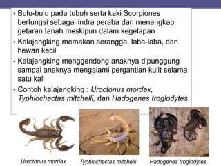 • Bulu-bulu pada tubuh serta kaki Scorpiones
berfungsi sebagai indra peraba dan menangkap
getaran tanah meskipun dalam kegelapan
• Kalajengking memakan serangga, laba-laba, dan
hewan kecil
• Kalajengking menggendong anaknya dipunggung
sampai anaknya mengalami pergantian kulit selama
satu kali
• Contoh kalajengking : Uroctonus mordax,
Typhlochactas mitchelli, dan Hadogenes troglodytes
Uroctonus mordax Typhlochactas mitchelli Hadogenes troglodytes
 
