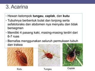 3. Acarina
• Hewan kelompok tungau, caplak, dan kutu
• Tubuhnya berbentuk bulat dan lonjong serta
sefalotoraks dan abdomen nya menyatu dan tidak
bersegmen
• Memiliki 4 pasang kaki, masing-masing terdiri dari
6-7 ruas
• Bernafas menggunakan seluruh permukaan tubuh
dan trakea
Kutu Tungau Caplak
 