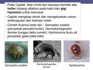 • Pada Caplak, fase nimfa dan dewasa memiliki alat
haller (lubang olfaktori pada kaki) dan gigi
hipostom untuk menusuk
• Caplak mengisap darah dan mengeluarkan cairan
antikoagulan dari kelenjar ludah
• Contoh Acarina antar lain : Sarcoptes scabiei
(penyebab penyakit kudis), Dermatophagoides
farinae (tungau debu rumah), Hydracarina (kutu ait
penyebab gatal pada kaki)
Sarcoptes scabiei Dermatophagoides
farinae
Hydracarina
 