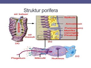 Struktur porifera
 