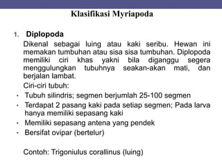 Klasifikasi Myriapoda
1. Diplopoda
Dikenal sebagai luing atau kaki seribu. Hewan ini
memakan tumbuhan atau sisa sisa tumbuhan. Diplopoda
memiliki ciri khas yakni bila diganggu segera
menggulungkan tubuhnya seakan-akan mati, dan
berjalan lambat.
Ciri-ciri tubuh:
• Tubuh silindris; segmen berjumlah 25-100 segmen
• Terdapat 2 pasang kaki pada setiap segmen; Pada larva
hanya memiliki sepasang kaki
• Memiliki sepasang antena yang pendek
• Bersifat ovipar (bertelur)
Contoh: Trigoniulus corallinus (luing)
 