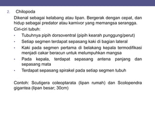 2. Chilopoda
Dikenal sebagai kelabang atau lipan. Bergerak dengan cepat, dan
hidup sebagai predator atau karnivor yang memangsa serangga.
Ciri-ciri tubuh:
• Tubuhnya pipih dorsoventral (pipih kearah punggung/perut)
• Setiap segmen terdapat sepasang kaki di bagian lateral
• Kaki pada segmen pertama di belakang kepala termodifikasi
menjadi cakar beracun untuk melumpuhkan mangsa
• Pada kepala, terdapat sepasang antena panjang dan
sepasang mata
• Terdapat sepasang spirakel pada setiap segmen tubuh
Contoh: Scutigera coleoptarata (lipan rumah) dan Scolopendra
gigantea (lipan besar; 30cm)
 