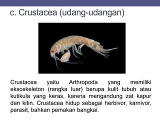c. Crustacea (udang-udangan)
Crustacea yaitu Arthropoda yang memiliki
eksoskeleton (rangka luar) berupa kulit tubuh atau
kutikula yang keras, karena mengandung zat kapur
dan kitin. Crustacea hidup sebagai herbivor, karnivor,
parasit, bahkan pemakan bangkai.
 