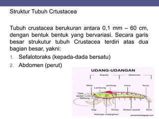 Struktur Tubuh Crtustacea
Tubuh crustacea berukuran antara 0,1 mm – 60 cm,
dengan bentuk bentuk yang bervariasi. Secara garis
besar strukutur tubuh Crustacea terdiri atas dua
bagian besar, yakni:
1. Sefalotoraks (kepada-dada bersatu)
2. Abdomen (perut)
 