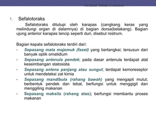 StrukturTubuhCrustacea
1. Sefalotoraks
Sefalotoraks ditutupi oleh karapas (cangkang keras yang
melindungi organ di dalamnya) di bagian dorsa(belakang). Bagian
ujung anterior karapas lancip seperti duri, disebut rostrum.
Bagian kepala sefalotoraks terdiri dari:
• Sepasang mata majemuk (faset) yang bertangkai; tersusun dari
banyak optik omatidium
• Sepasang antenula pendek; pada dasar antenula terdapat alat
keseimbangan statosista
• Sepasang antena panjang atau sungut; terdapat kemoreseptor
untuk mendeteksi zat kimia
• Sepasang mandibula (rahang bawah) yang mengapit mulut;
berbentuk pendek dan tebal, berfungsi untuk menggigit dan
menggiling makanan
• Sepasang maksila (rahang atas); berfungsi membantu proses
makanan
 