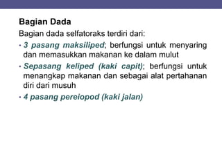 Bagian Dada
Bagian dada selfatoraks terdiri dari:
• 3 pasang maksiliped; berfungsi untuk menyaring
dan memasukkan makanan ke dalam mulut
• Sepasang keliped (kaki capit); berfungsi untuk
menangkap makanan dan sebagai alat pertahanan
diri dari musuh
• 4 pasang pereiopod (kaki jalan)
 