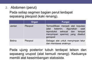 2. Abdomen (perut)
Pada setiap segmen bagian perut terdapat
sepasang pleopod (kaki renang).
Pada ujung posterior tubuh terdapat telson dan
sepasang urupod (alat kemudi renang). Keduanya
memilii alat keseimbangan statosista.
Organ Fungsi
Jantan Pleopod Termodifikasi menjadi alat kopulasi
(alat kelamin; digunakan saat
reproduksi seksual dan tempat
menyimpan sperma) yang disebut
gonopod
Betina Pleopod Sebagai alat untuk menyimpan telur
dan membawa anaknya
 