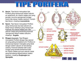 A. Ascon, Tipe Ascon merupakan tipe
Porifera yang mempunyai sistem saluran
air sederhana. Air masuk melalui pori yang
pendek, lurus ke spongocoel (rongga
tubuh) lalu keluar melalui oskulum. Contoh
tipe Ascon, misalnya Leucoslenia.
B. Sycon, Tipe Sycon merupakan Porifera
yang mempunyai dua tipe saluran air,
tetapi hanya radialnya yang mempunyai
koanosit. Air masuk melalui pori ’‡ke
saluran radial yang berdinding koanosit
’spongocoel’ keluar melalui oskulum,
misalnya : Scypha.
C. Rhagon (Leucon), Tipe Rhagon
merupakan Porifera dengan tipe saluran
air yang paling kompleks/rumit. Porifera ini
mempunyai lapisan masoglea yang tebal
dengan sistem saluran air bercabang-
cabang. Koanosit dibatasi oleh suatu
rongga yang bersilia berbentuk bulat.
Air masuk melalui pori-pori saluran radial
yang bercabang-cabang keluar melalui
oskulum. misalnya Euspongia dan
Spongida.
 