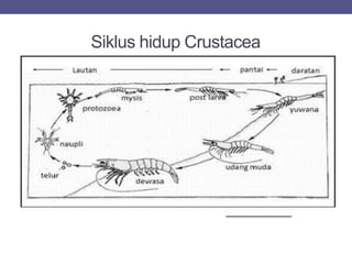 Siklus hidup Crustacea
 