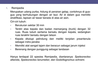 1. Remipedia
Merupakan udang purba, hidung di perairan gelap, contohnya di gua-
gua yang berhubungan dengan air laut. Air di dalam gua memiliki
stratifikasi, lapisan air tawar berada di atas air asin.
Ciri-ciri tubuh:
• Berukuran sekitar 30 mm
• Terdiri atas kepala dan badan memanjang (trunk) dengan 32
ruas. Ruas tubuh oertama bersatu dengan kepala, sedangkan
ruas terakhir bersatu dengan telson
• Kepala ditutupi pelindung dan meiliki tonjolan preantenula
sebagai indra peraba
• Memiliki alat sengat tajam dan beracun sebagai jarum injeksi
• Berenang dengan punggung sebagai landasan
Hanya terdapat 22 spesies Remipedia, diantaranya: Speleonectes
altanida, Speleonectes tanumeker, dan Godzillognomus schrami.
 