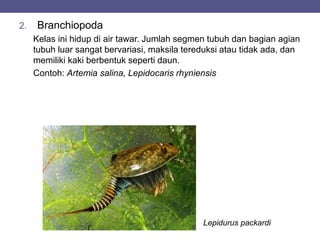 2. Branchiopoda
Kelas ini hidup di air tawar. Jumlah segmen tubuh dan bagian agian
tubuh luar sangat bervariasi, maksila tereduksi atau tidak ada, dan
memiliki kaki berbentuk seperti daun.
Contoh: Artemia salina, Lepidocaris rhyniensis
Lepidurus packardi
 