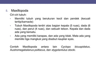 5. Maxillopoda
Ciri-ciri tubuh:
• Memiliki tubuh yang berukuran kecil dan pendek (kecuali
teritip/barnacle)
• Tubuh Maxillopoda terdiri atas bagian kepala (5 ruas), dada (6
ruas), dan perut (4 ruas), dan sebuah telson. Kepala dan dada
ada yang bersatu.
• Ada yang memiliki karapas, dan ada yang tidak. Mata ada yang
memiliki tiga mangkuk yang disebut naupliar eyes.
Contoh Maxillopoda antara lain Cyclops bicuspidatus,
Austromegabalanus psittacus, dan stygotantulus stocki.
 