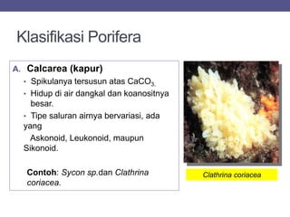 Klasifikasi Porifera
A. Calcarea (kapur)
• Spikulanya tersusun atas CaCO3.
• Hidup di air dangkal dan koanositnya
besar.
• Tipe saluran airnya bervariasi, ada
yang
Askonoid, Leukonoid, maupun
Sikonoid.
Contoh: Sycon sp.dan Clathrina
coriacea.
Clathrina coriacea
 