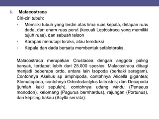 6. Malacostraca
Ciri-ciri tubuh:
• Memiliki tubuh yang terdiri atas lima ruas kepala, delapan ruas
dada, dan enam ruas perut (kecuali Leptostraca yang memiliki
tujuh ruas), dan sebuah telson
• Karapas menutupi toraks, atau tereduksi
• Kepala dan dada bersatu membentuk sefalotoraks.
Malacostraca merupakan Crustacea dengan anggota paling
banyak, terdapat lebih dari 25.000 spesies. Malacostraca dibagi
menjadi beberapa ordo, antara lain Isopoda (berkaki seragam).
Contohnya Asellus sp amphipoda, contohnya Alicella gigantea;
Stomatopoda, contohnya Odontodactylus latirostris; dan Decapoda
(jumlah kaki sepuluh), contohnya udang windu (Penaeus
monodon), kelomang (Pagurus bernhardus), rajungan (Portunus),
dan kepiting bakau (Scylla serrata).
 