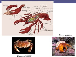 Cancer pagurus
Ellasoghirus gilli
 
