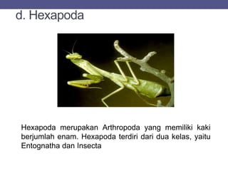 d. Hexapoda
Hexapoda merupakan Arthropoda yang memiliki kaki
berjumlah enam. Hexapoda terdiri dari dua kelas, yaitu
Entognatha dan Insecta
 